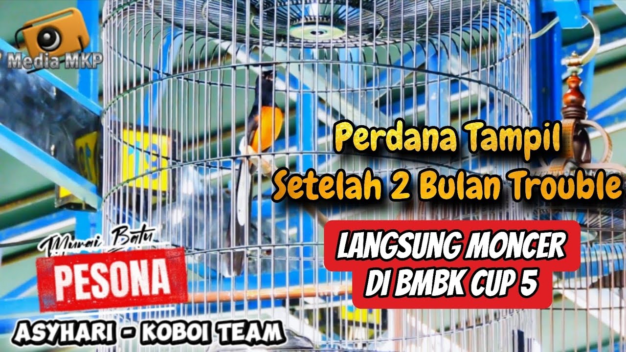 Perdana Lomba Pasca 2 Bulan Trouble‼️Murai Batu PESONA Langsung Koncer di BMBK CUP 5‼️