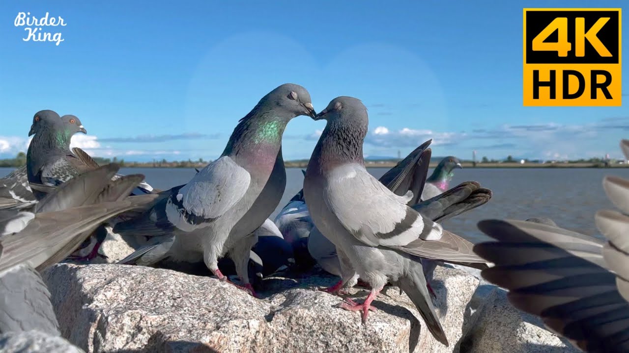 Vido pour chat  Pigeons amoureux Merles et canards  8 heures 4K HDR