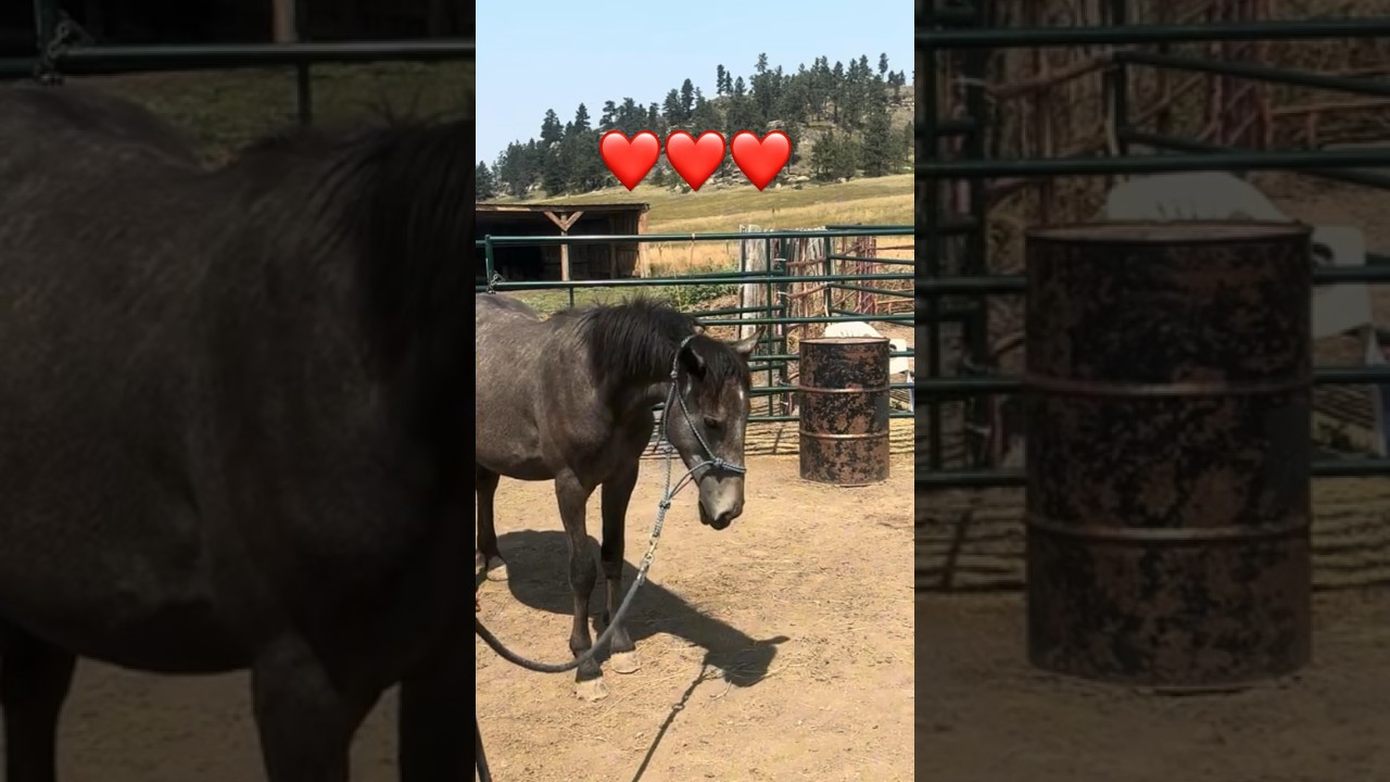 1st Time Leading Wild Mustang Stein | Training BLM Mustang