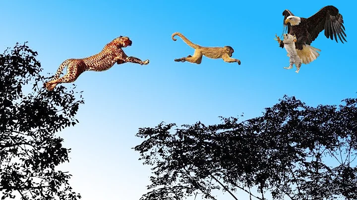 Big Cat Big Mistake !  Eagle Hunts Leopard Cubs As Mother Leopard Climbs A Tree Catches Baby Monkeys