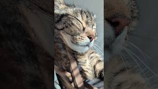 Purring on my glass table, my must-have for Caturday 😻💟💤😻😻 #cat #cute #asmr
