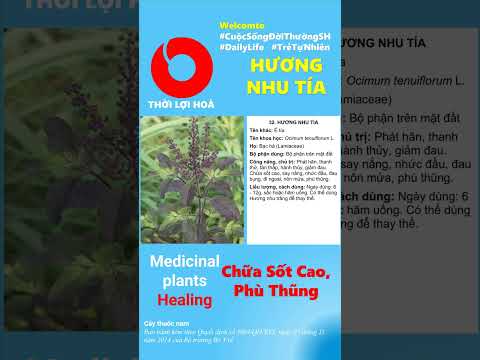 Video Cây Thuốc Hương Nhu Tía-Chữa Sốt Cao Phù Thũng -QĐ... - youtube