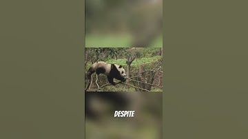 7 Amazing Panda Facts 🐼 | You Won