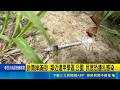 針筒掉滿街! 鄰近逢甲學區.公園 民眾恐遭扎感染 詭針筒聚集! 警帶回鑑識 民代批街道安全失守  ｜記者 許宇捷 張展誌 ｜新聞一把抓20260522｜三立新聞台