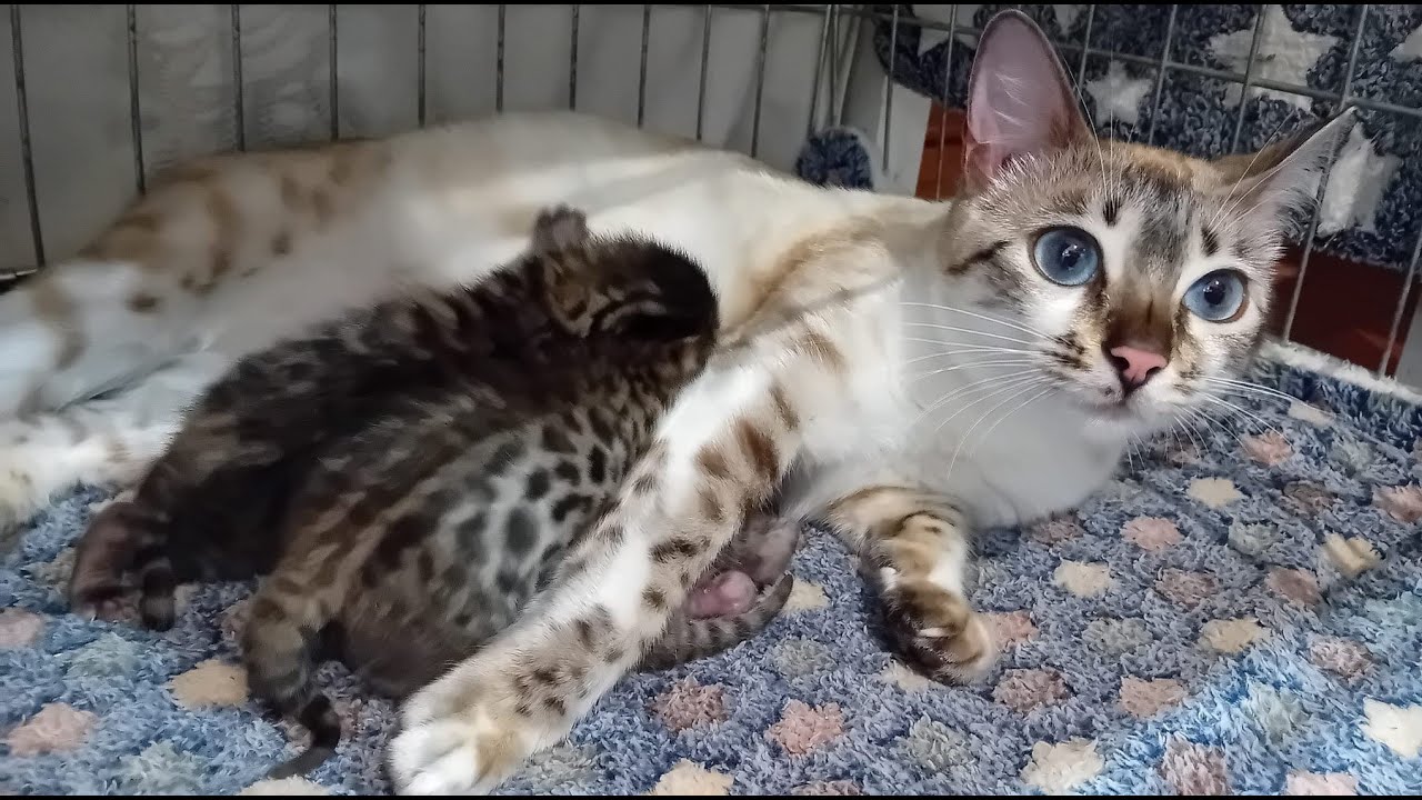 Snow Lynx Bengal Cat Gives Birth to Silver BENGAL Kittens 🩵 #catbirth #bengalcat #catgivingbirth