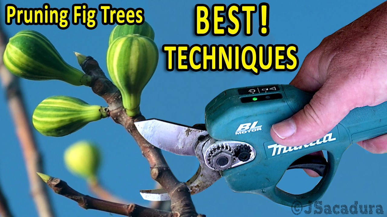 BEST Pruning Techniques for FIG TREES | for BIGGER FRUITS and BETTER ...