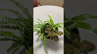 🪴🌿🪴🌿🪴🌿 #plants #نباتي #gardening #hom#garden #نباتات_منزلية #زراعت