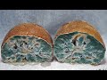 Rotting kiwifruit timelapse