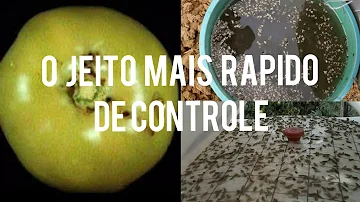 Como acabar com a traça-do-tomateiro?