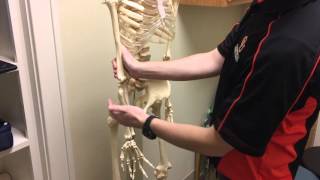 Humeroradial distraction with anterior and posterior glides
