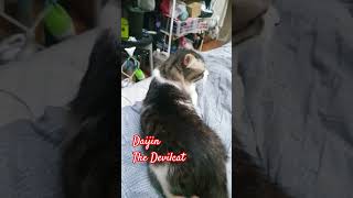 Download Lagu devil mode on #daijin #devilcat #galak #funny #funnycats MP3