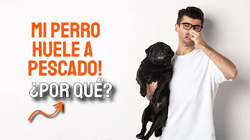 ¿Cómo puedo evitar que el culito de mi perro tenga olor a pescado?