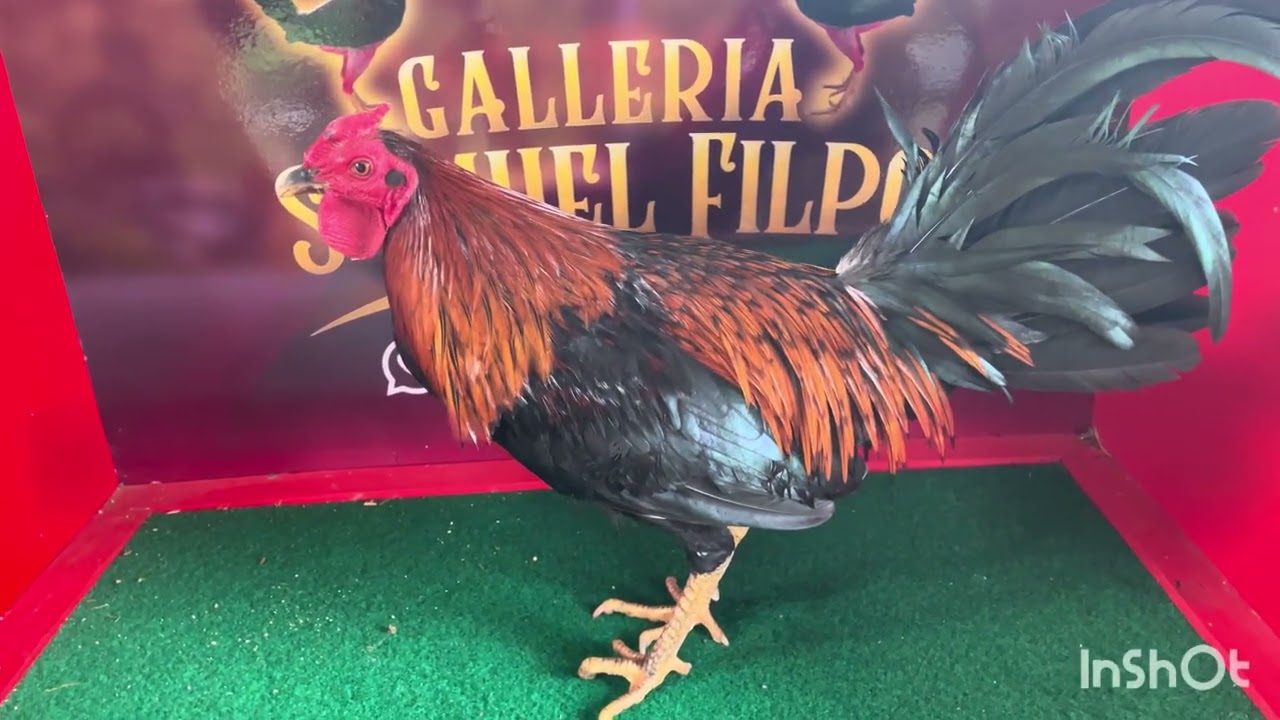 829-774-1707 disponibles 