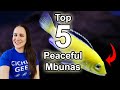 Top 5 Peaceful Mbunas - African Cichlids for Beginners