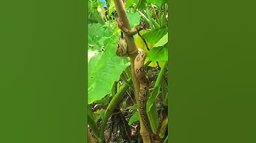 "Watch the Giant Python Snake Climb a Tree"