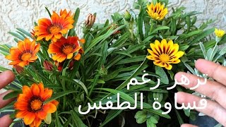 النبتة التي تزهر رغم قساوة الطقس - الجازانيا