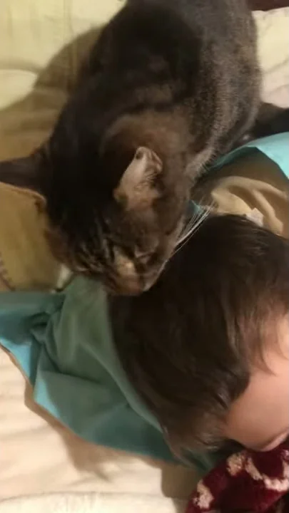 Cat grooming 9 year old.