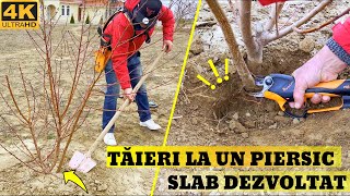Taierea Unui Piersic De 2 Ani Slab Dezvoltat