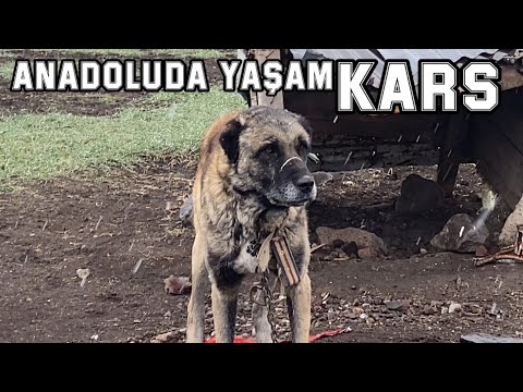 BİR YUDUM ANADOLU | EMEKTAR HAYATLAR ( KARS’IN SERT KÖPEKLERİ VE DÖVME BIÇAKLAR )