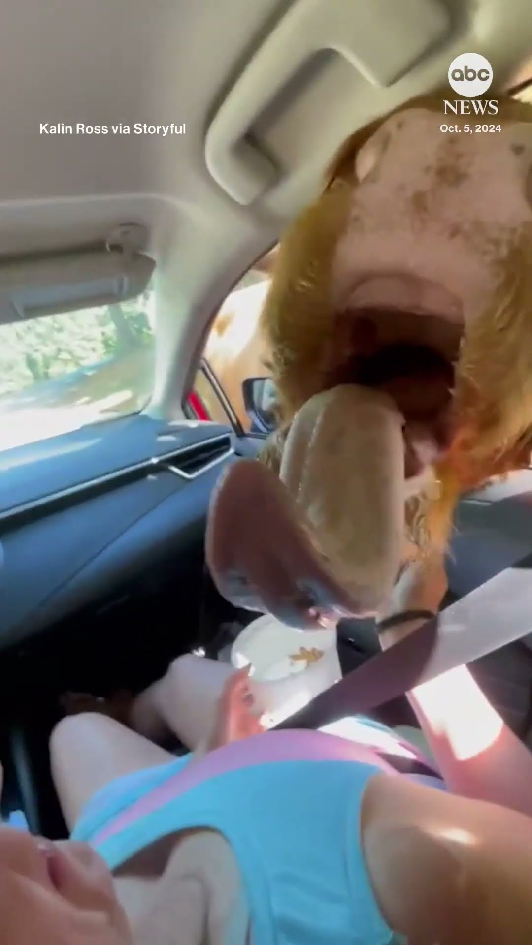 Cow leans in ‘for a kiss’ after woman pulls over to feed it a snack