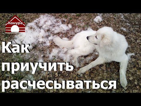 138. Как приучить собаку расчесываться Как расчесать собаку