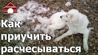 138. Как приучить собаку расчесываться Как расчесать собаку