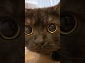 暑さ吹き飛ぶ可愛さ…きゅるるん黒猫さつきが来た！#shorts