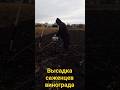 27 октября 2025 г.высадка саженцев винограда под мотобур