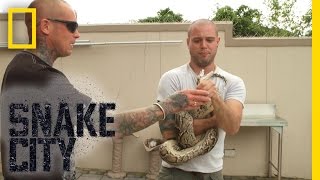 Python Power | Snake City