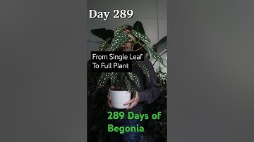 Walmart Floor Begonia Rescue Timelapse  #Begonia #houseplants #begoniamaculata #gardening #plants