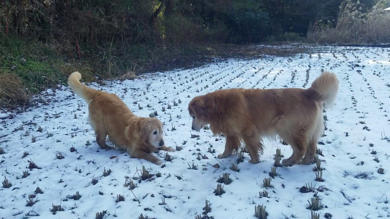 癒し動画 うさぎ A fun golden retriever even in the snow remaining in the shade