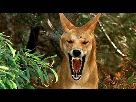 Video: Turista Alemán Atacado Por Un Dingo Australiano