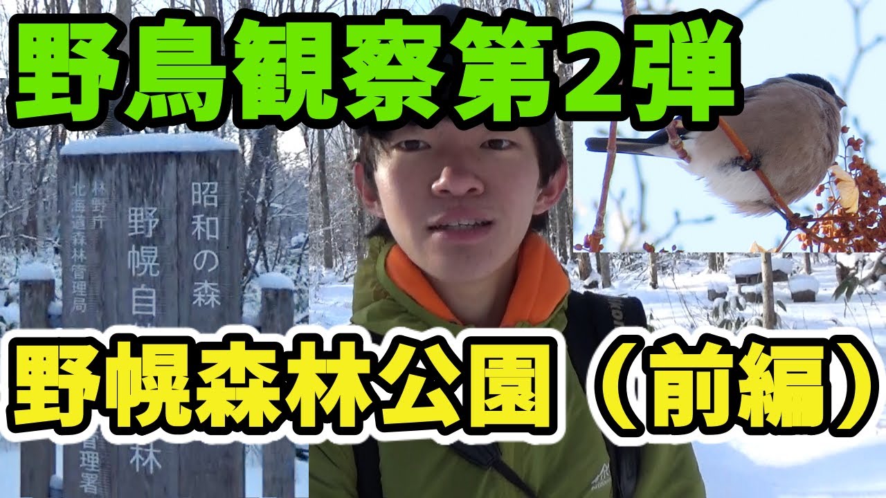 野鳥観察 冬の野幌森林公園でバードウォッチング 前編 ウソを発見しました Youtube