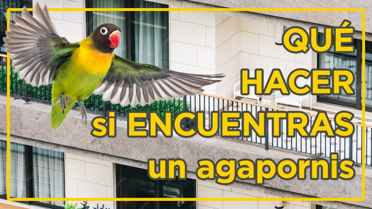 ¿Ha llegado un agapornis a tu balcón? ~ 3 cosas que deberías hacer