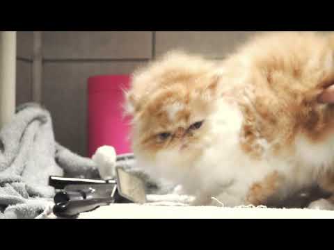Wideo: Jak Karmić Kociaka Perskiego