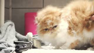 Grooming persian cat longhair  kąpiel kota perskiego