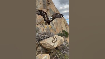 The nest of snakes has come. The eagles are all poking out.#eagle #wildlife #snake