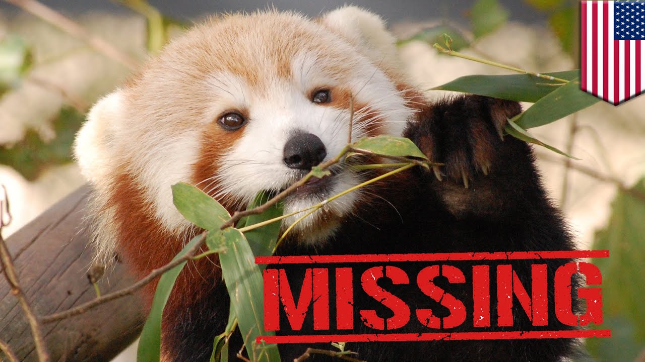  Panda  merah lucu  hilang dari Kebun Binatang  Virginia 