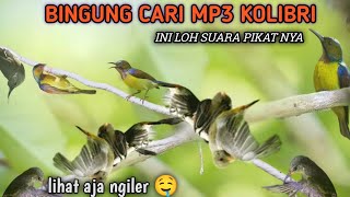 Suara burung kecil