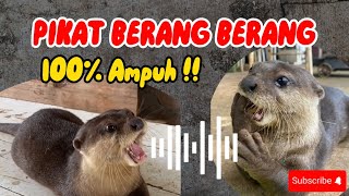 SUARA PIKAT BERANG BERANG / OTTER. 100% AMPUH !!! #pikatberangberang #pemikatotter #suarahewan