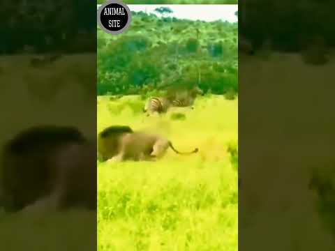 Lion Killing Baby Zebra#shorts#youtubeshorts#animals