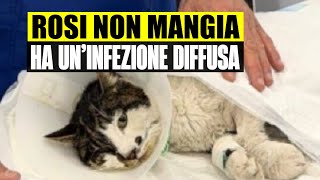 Ultimora La Gattina Stuprata A Roma Non Mangia Rosi Hauninfezione Diffusa