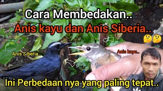 CARA MEMBEDAKAN ANIS KAYU DAN ANIS SIBERIA..!!2023🐦🐦🤔🤔