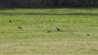 American Pipits look for breakfast on lawn