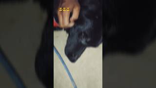 No 9 #Dog #dogloverssong #doglove #tommey
