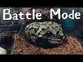 Marina The toad goes battle mode #effortforever #animalvoiceovers