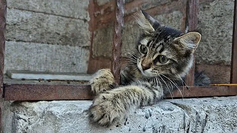 Watch the video about Cute and funny tabby kitten.