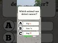 Which animal can detect cancer?🤔 #quiz #shorts #trivia #gk