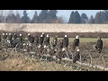 Hundreds of eagles flock to B.C. composting facility