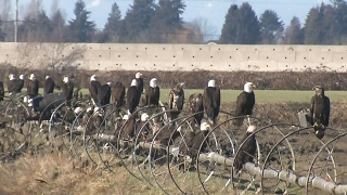 Hundreds of eagles flock to B.C. composting facility